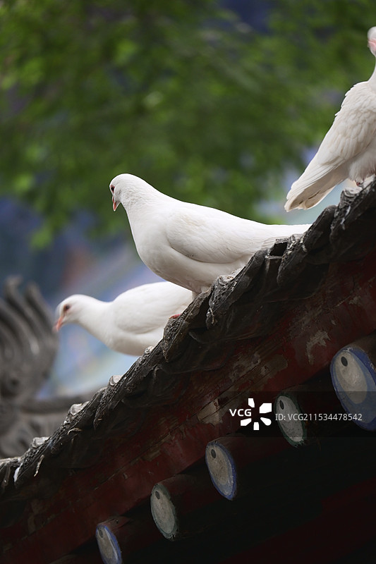 兴善寺的和平鸽图片素材