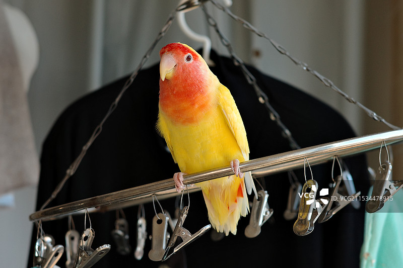 一只芒果小鸡图片素材