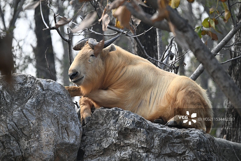 动物园里趴在石头上的耗牛图片素材