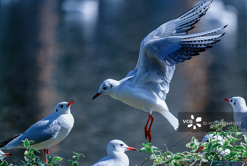 海鸥图片素材