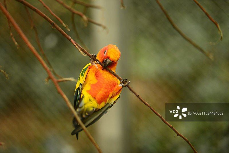 鸟栖息在树枝上的特写镜头图片素材