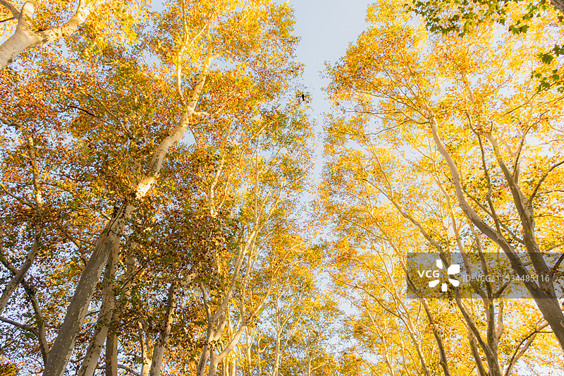 南京明孝陵最美六百米、明孝陵石像路、梧桐大道、秋季、悬铃木、图片素材