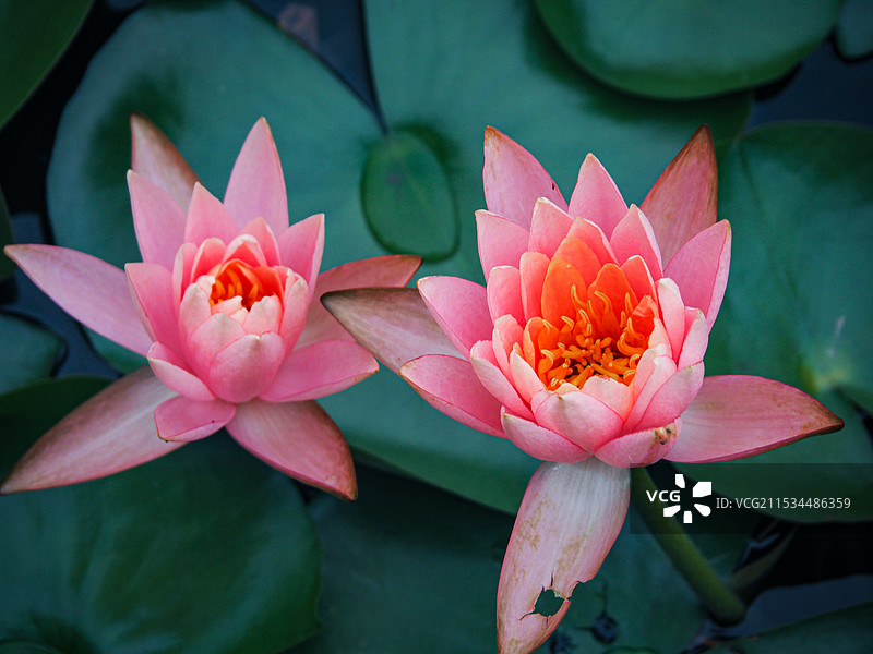 荷花俯拍图片素材