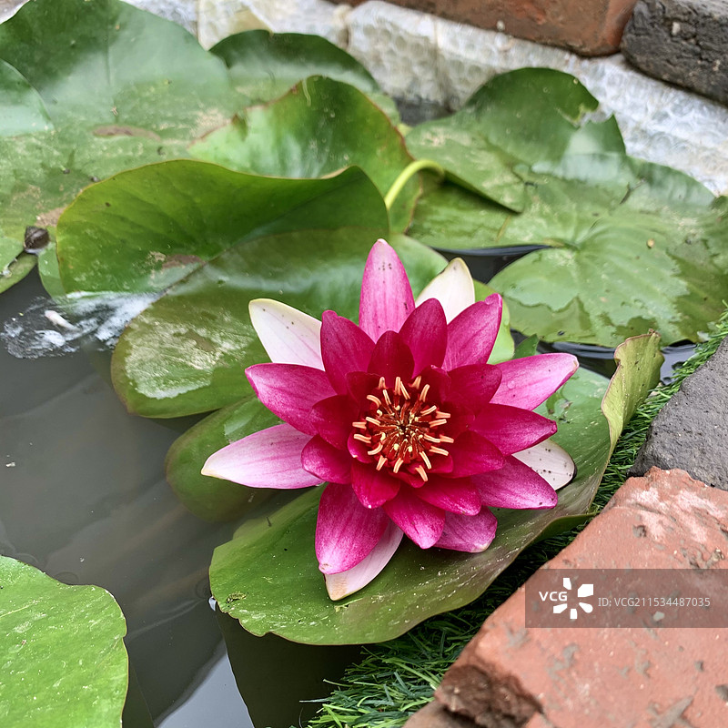 双色睡莲全貌图片素材