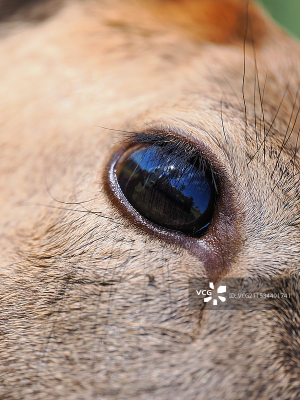 鹿眼，鹿毛，鹿鼻，特写，瞳孔图片素材