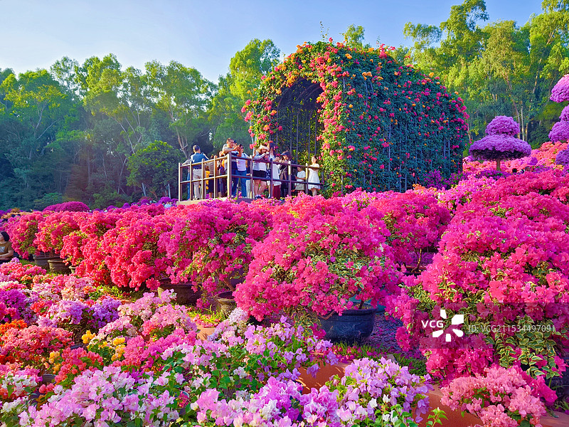 勒杜鹃花海图片素材