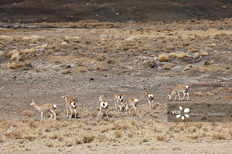 一群藏原羚图片素材