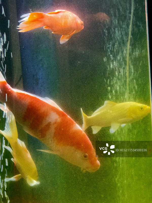 鱼在水族馆游泳的特写镜头图片素材
