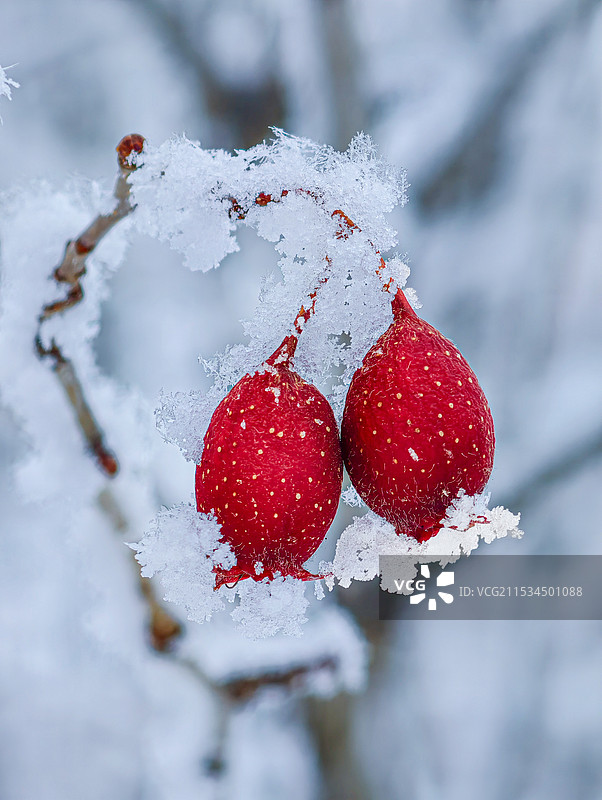 冬季冰冻植物特写图片素材