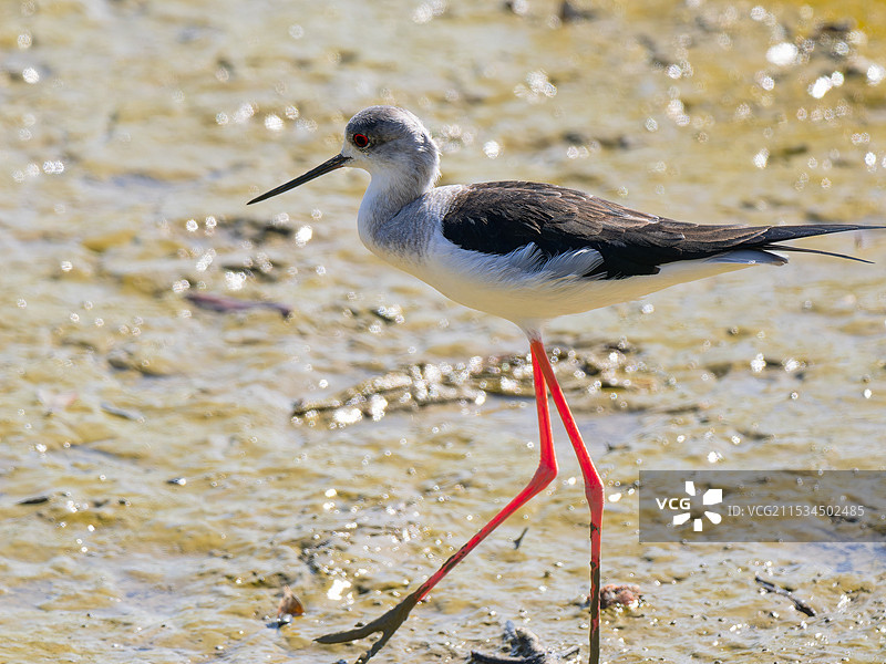 黑翅长脚鹬图片素材