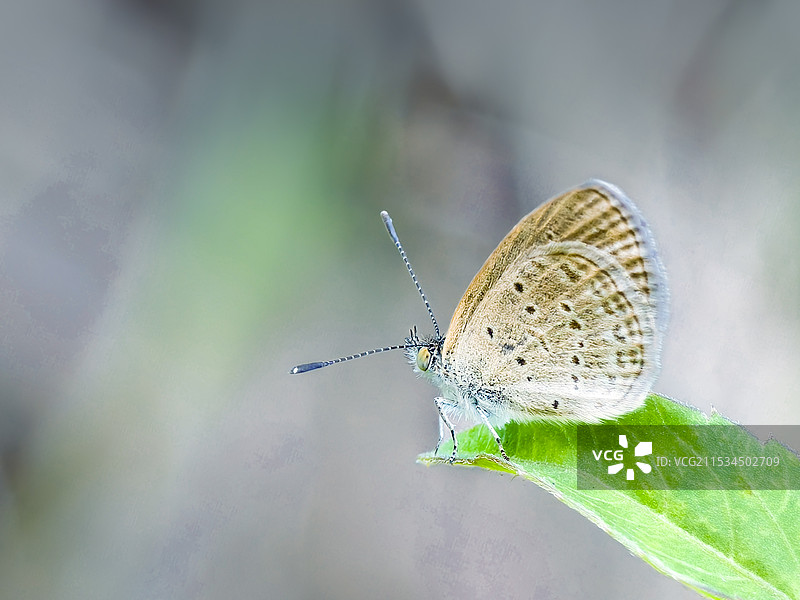 蝴蝶栖息在树叶上的特写镜头图片素材