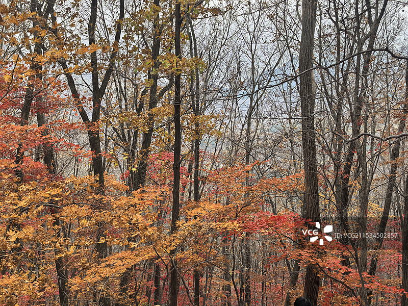层林尽染+辽宁省本溪市本溪满族自治县东营坊乡老边沟景区图片素材