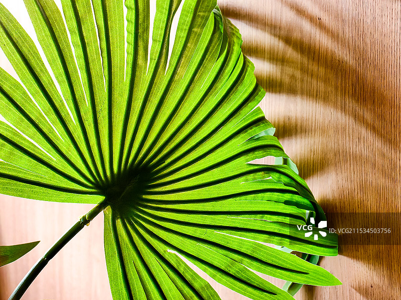 棕榈树叶特写镜头图片素材