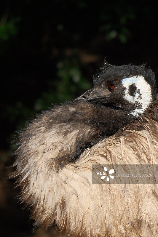 鸸鹋 特写图片素材