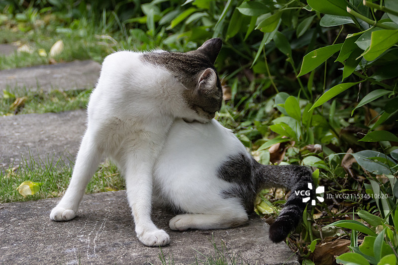 小猫特写图片素材