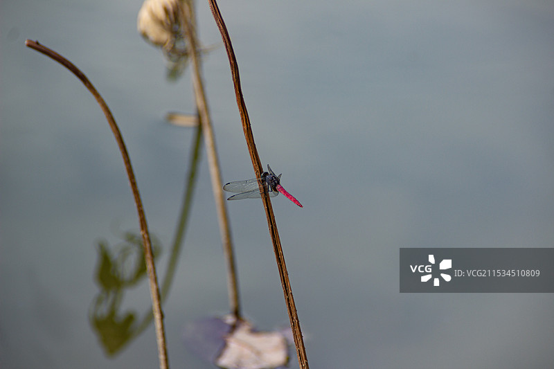残荷上的红蜻蜓图片素材