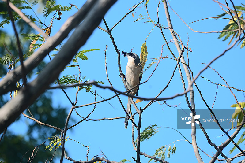 树上的伯劳鸟图片素材