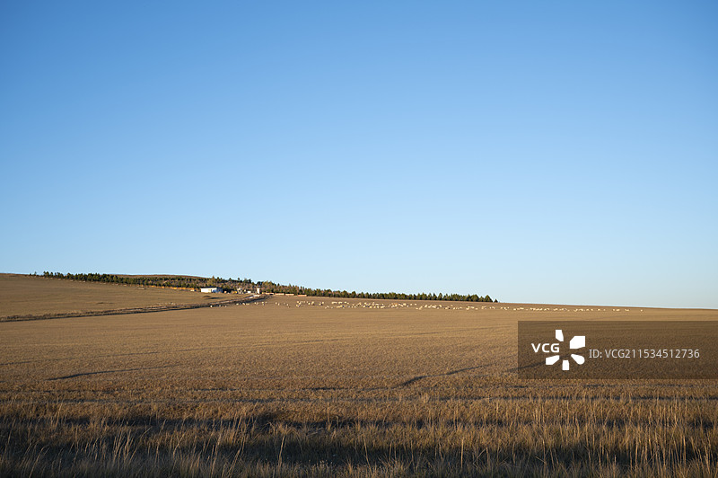 乌拉盖草原，它是世界上保存最完好的天然草原，同时拥有湖泊、湿地、白桦林等自然景观，它是内蒙古生产建设图片素材