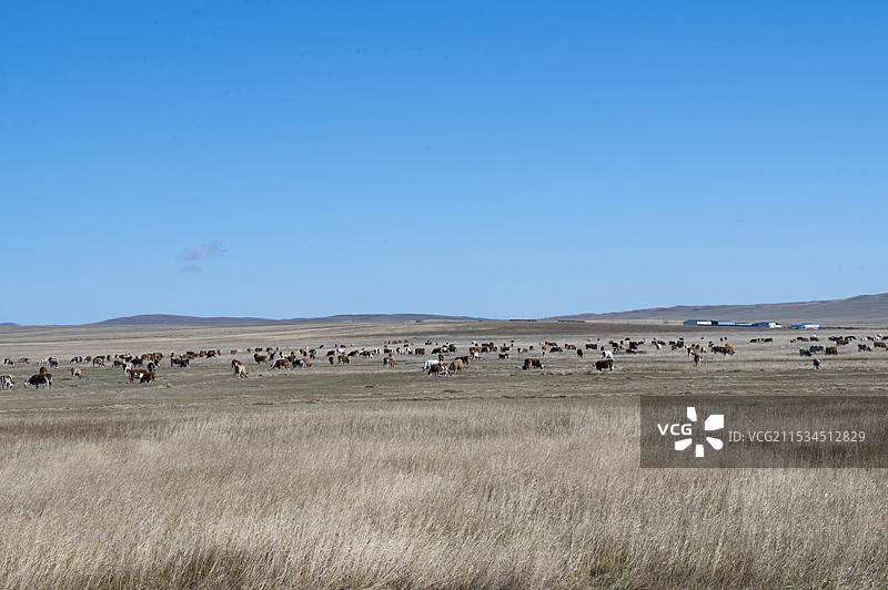 乌拉盖草原，它是世界上保存最完好的天然草原，同时拥有湖泊、湿地、白桦林等自然景观，它是内蒙古生产建设图片素材