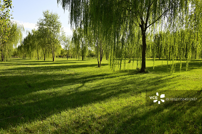 公园里草地上的杨柳树林，中国天津市宁河区七里海镇“七星岛湿地风景区”风光图片素材