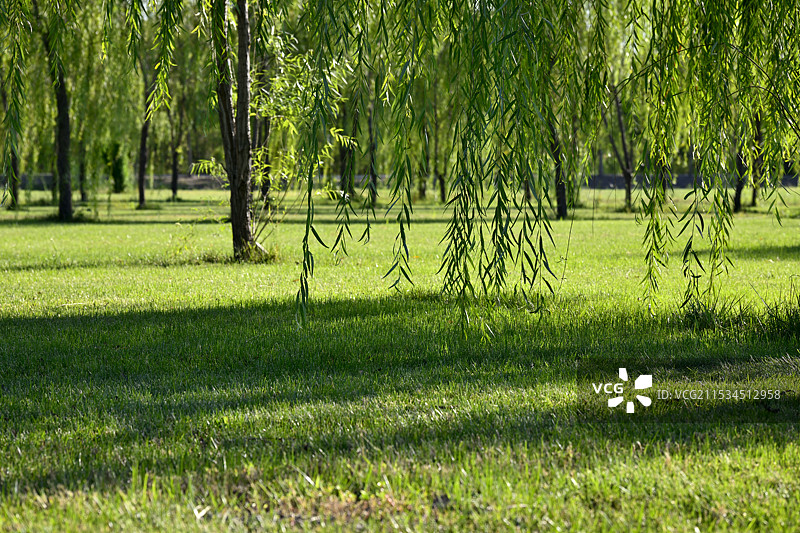 公园中草地上生长的杨柳树木，中国天津市宁河区七里海镇“七星岛湿地风景区”风光图片素材