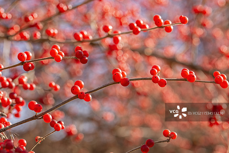 金银忍冬图片素材