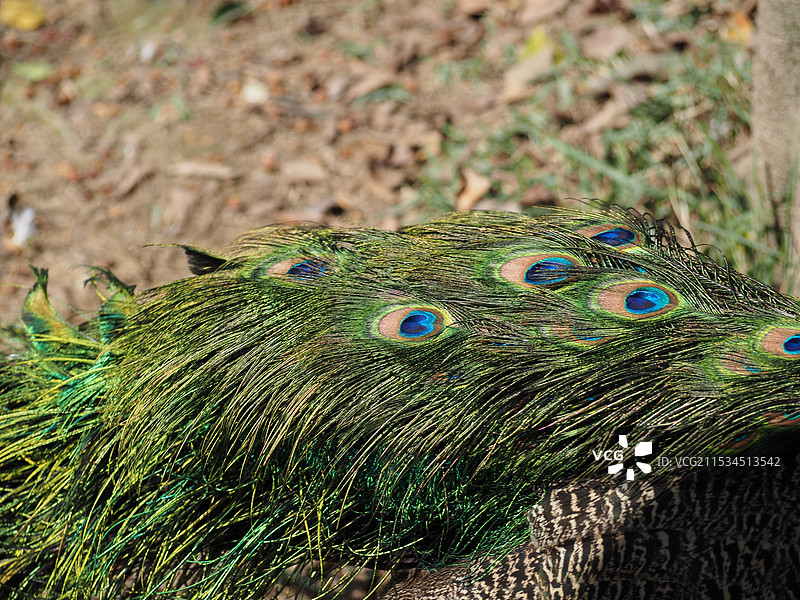孔雀羽毛图片素材