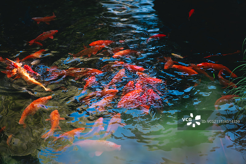 池中红锦鲤成群游动，水波荡漾，画面灵动优美。 # 锦鲤# #池塘# #游动# #水波# #灵动# #图片素材