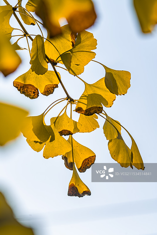 银杏黄图片素材