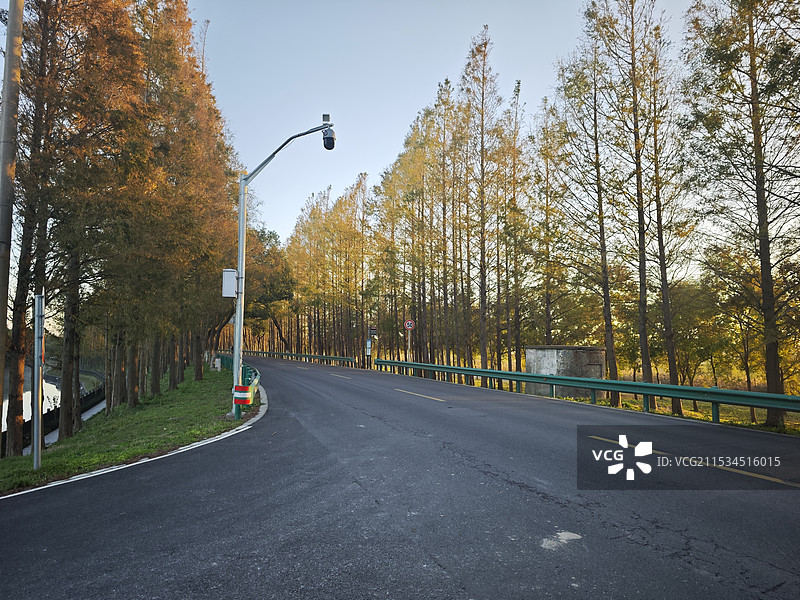 沪杭公路 上海市金山区段 城市郊区的小路 路两旁树立着高耸的水杉树 限速50公里 道路违章摄像头图片素材