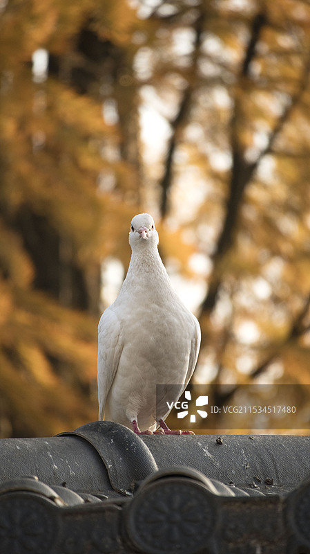 多只鸽子图片素材