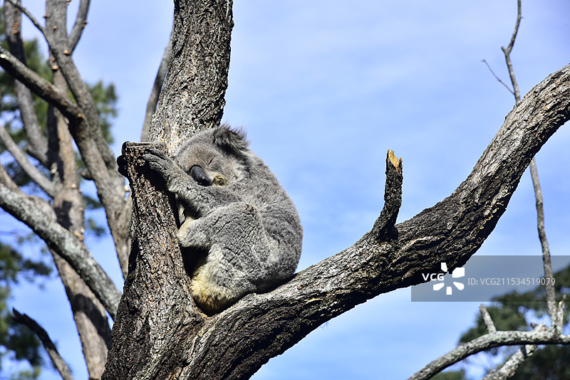 澳大利亚悉尼塔龙加动物园桉树上睡觉的树袋熊考拉特写图片素材