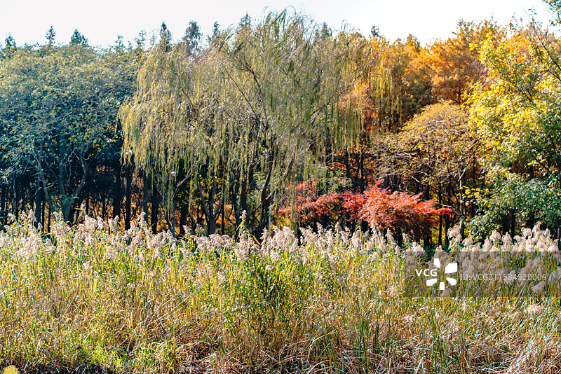 苏州虎丘湿地公园秋色和景观图片素材