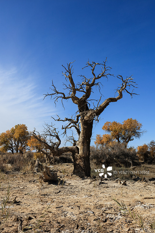 木垒胡杨林图片素材