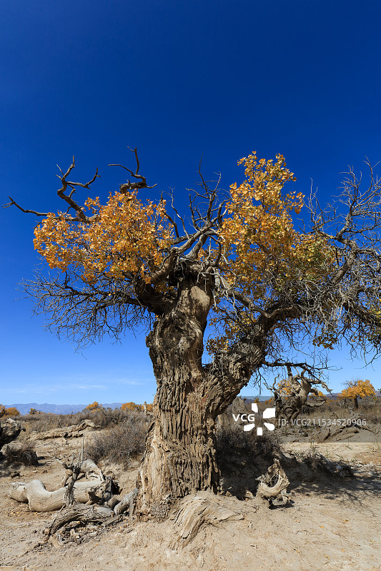 木垒胡杨林图片素材