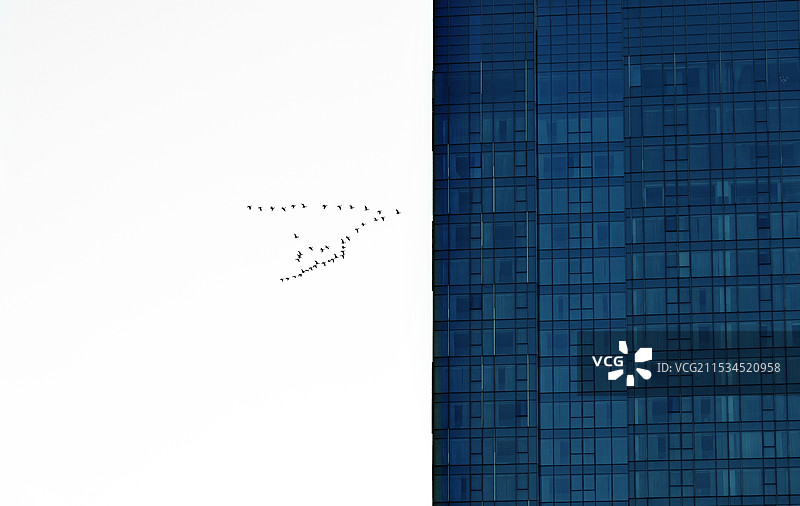大雁与高楼图片素材