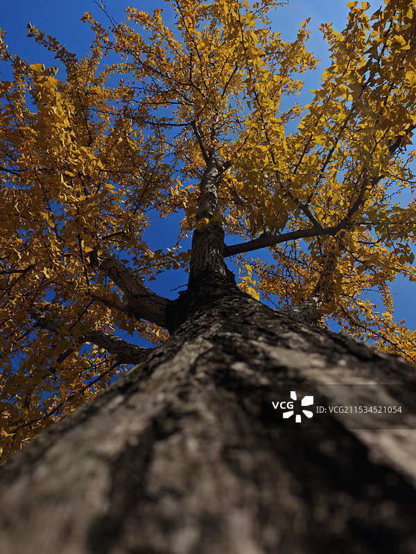 冬日银杏图片素材