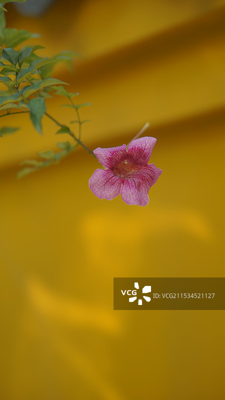 西普陀寺的花图片素材