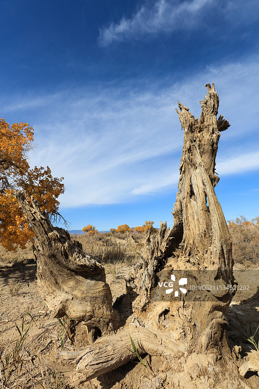 木垒胡杨林图片素材