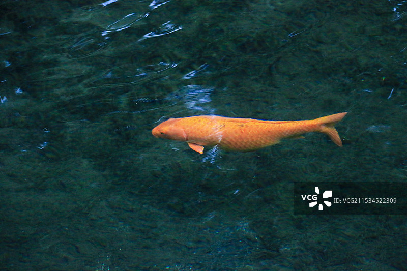 鱼儿水中游图片素材