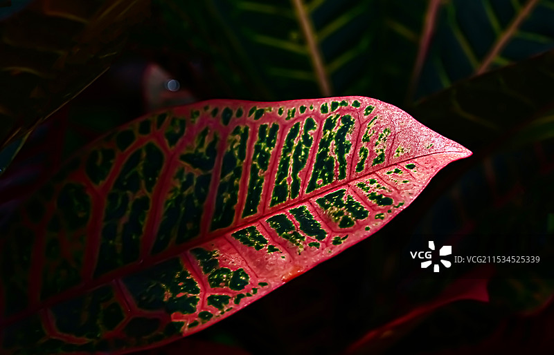 光影下叶脉纹理的艺术图片素材