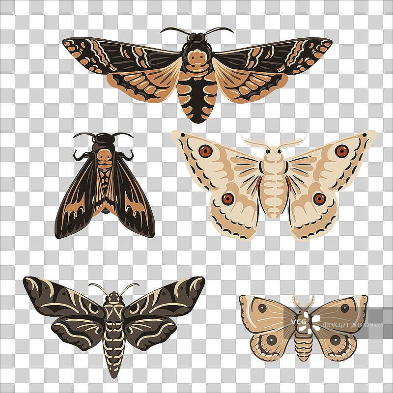 夜蛾的绘画套件图片素材