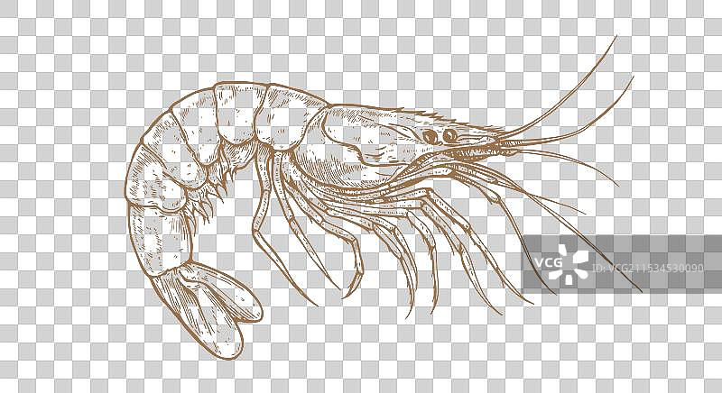 虾类海鲜素描复古印刷图片素材