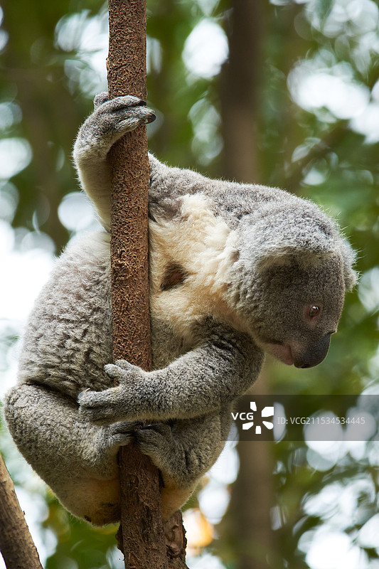 东张西望的考拉，太萌啦！图片素材
