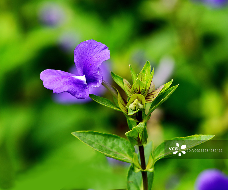 阳光下盛放的紫色蝴蝶花图片素材