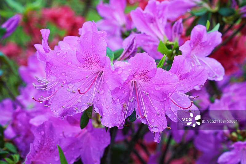 雨中的杜鹃花图片素材
