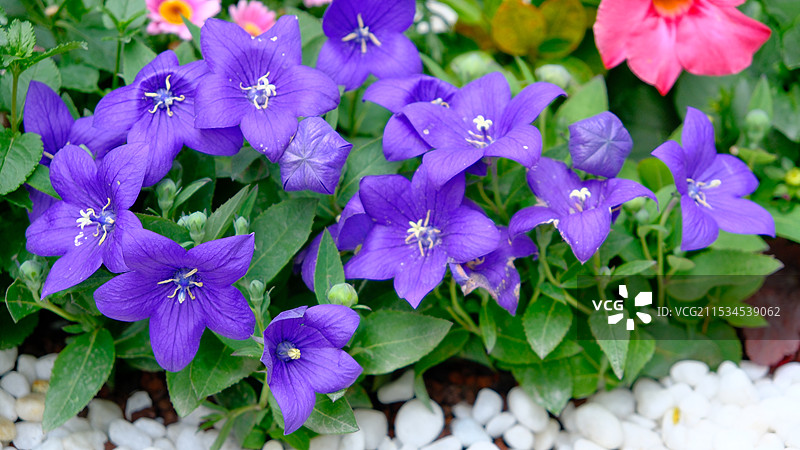 桔梗花图片素材