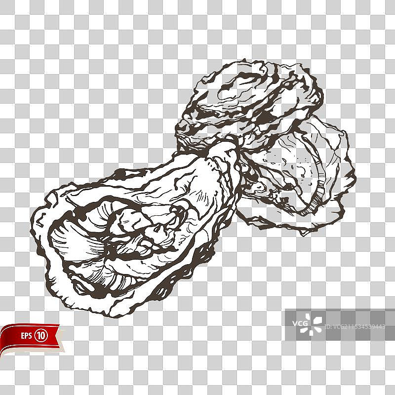 手绘的打开的生蚝，孤立在白色背景上图片素材