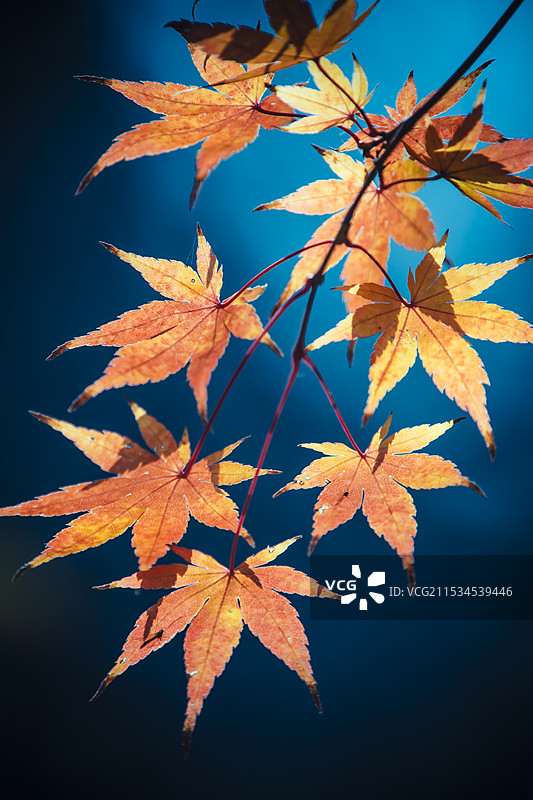 秋日南京明孝陵的枫叶图片素材