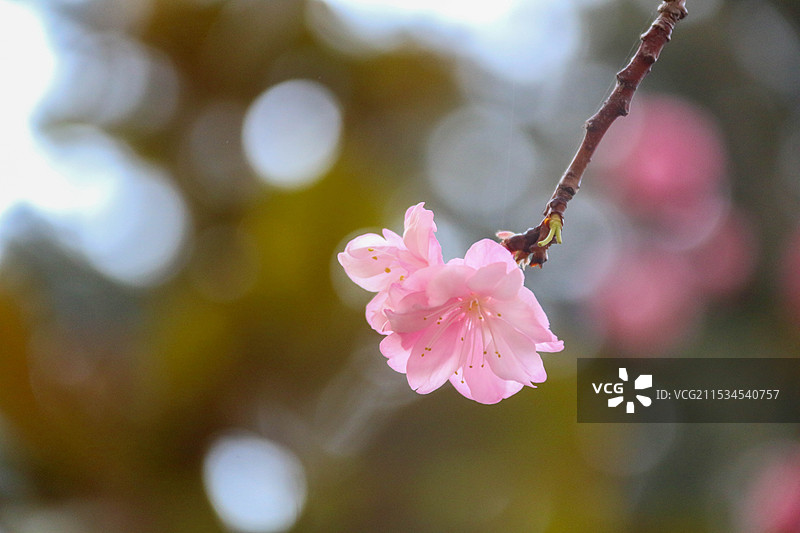 樱花 花图片素材